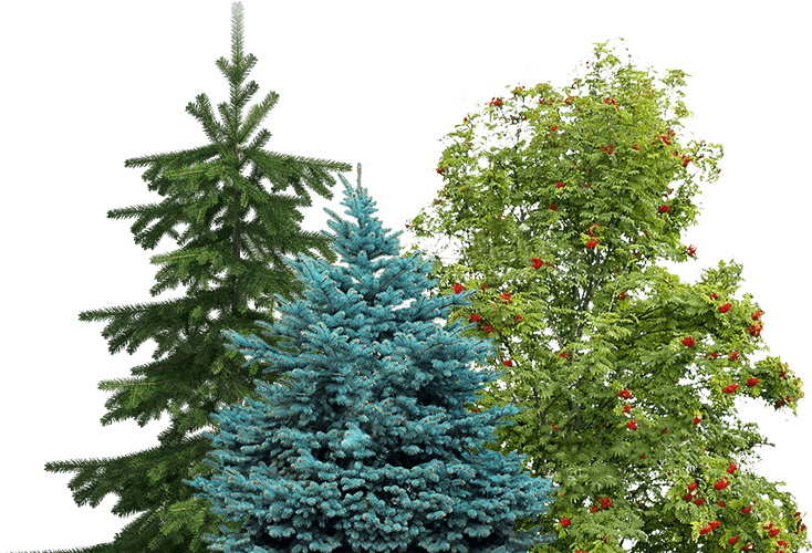 Питомник саженцев «Кедр» Питомник саженцев «Кедр»