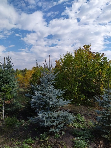 Ель колючая голубая