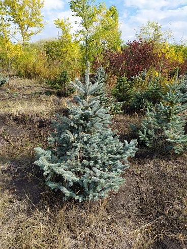 Ель колючая голубая