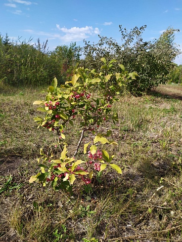 Бересклет