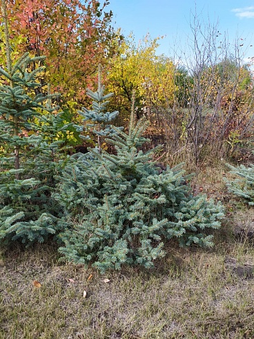 Ель колючая голубая