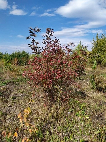 Шиповник